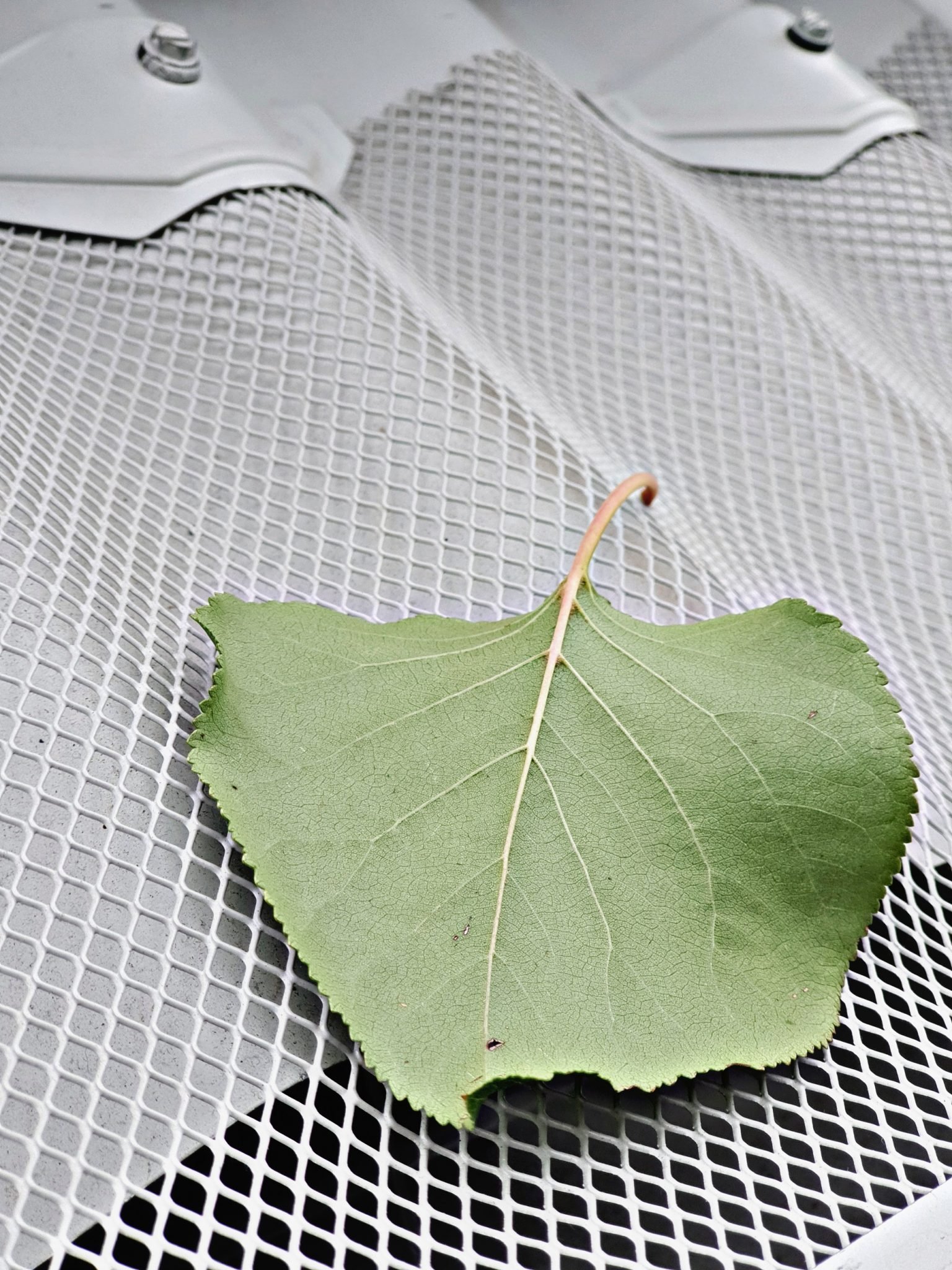 PicsArt_05-29-09.02.151